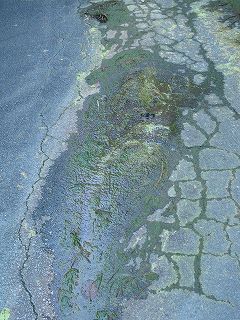 路面の藻