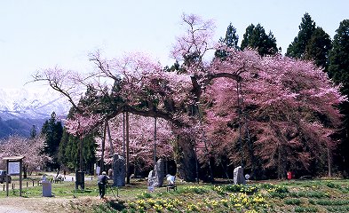 釜の越桜遠景