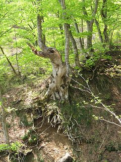 崖にへばりつくブナの大木