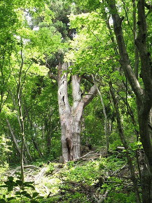 裸杉